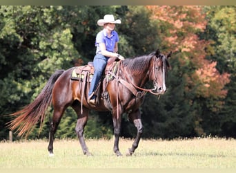 American Quarter Horse, Wallach, 10 Jahre, 155 cm, Rotbrauner
