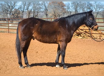 American Quarter Horse, Wallach, 10 Jahre, 155 cm, Rotbrauner
