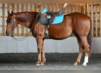 American Quarter Horse, Wallach, 10 Jahre, 155 cm, Rotfuchs