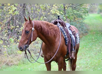 American Quarter Horse, Wallach, 10 Jahre, 155 cm, Rotfuchs