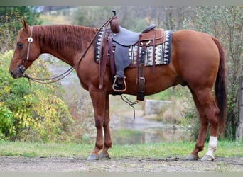 American Quarter Horse, Wallach, 10 Jahre, 155 cm, Rotfuchs