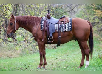 American Quarter Horse, Wallach, 10 Jahre, 155 cm, Rotfuchs