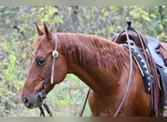 American Quarter Horse, Wallach, 10 Jahre, 155 cm, Rotfuchs