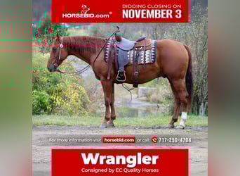 American Quarter Horse, Wallach, 10 Jahre, 155 cm, Rotfuchs
