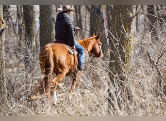 American Quarter Horse, Wallach, 10 Jahre, 155 cm, Rotfuchs