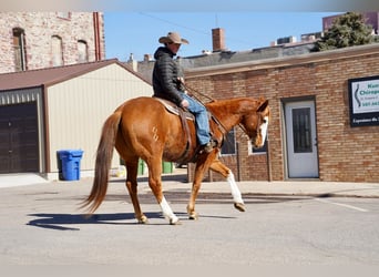 American Quarter Horse, Wallach, 10 Jahre, 155 cm, Rotfuchs