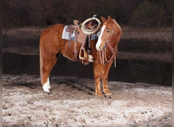 American Quarter Horse, Wallach, 10 Jahre, 155 cm, Rotfuchs