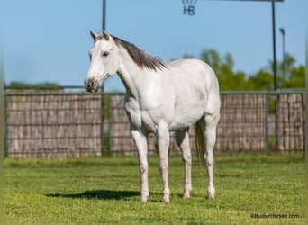 American Quarter Horse, Wallach, 10 Jahre, 155 cm, Schimmel