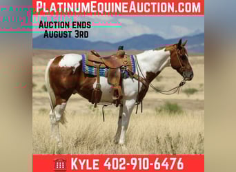 American Quarter Horse, Wallach, 10 Jahre, 155 cm, Tobiano-alle-Farben