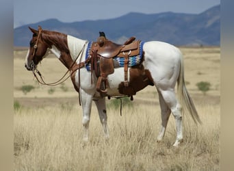 American Quarter Horse, Wallach, 10 Jahre, 155 cm, Tobiano-alle-Farben