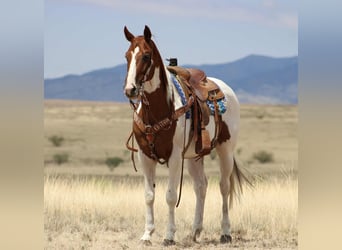 American Quarter Horse, Wallach, 10 Jahre, 155 cm, Tobiano-alle-Farben