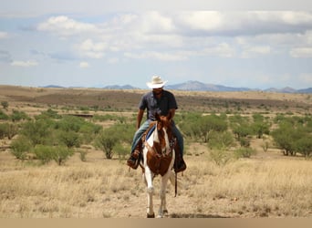 American Quarter Horse, Wallach, 10 Jahre, 155 cm, Tobiano-alle-Farben