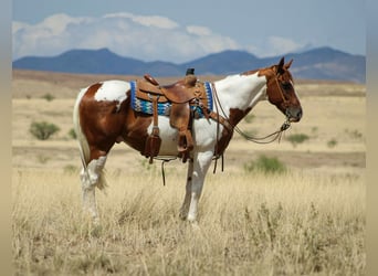 American Quarter Horse, Wallach, 10 Jahre, 155 cm, Tobiano-alle-Farben