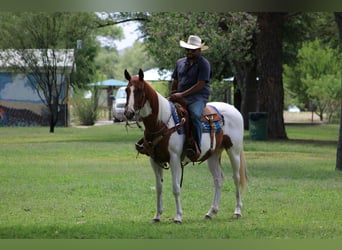 American Quarter Horse, Wallach, 10 Jahre, 155 cm, Tobiano-alle-Farben