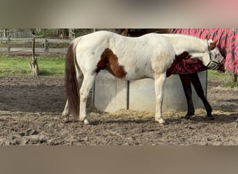 American Quarter Horse, Wallach, 10 Jahre, 156 cm, Schecke