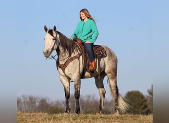 American Quarter Horse, Wallach, 10 Jahre, 157 cm, Apfelschimmel