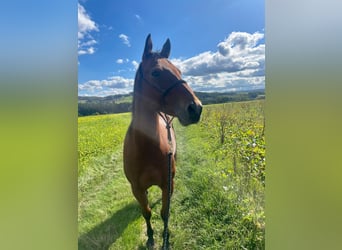 American Quarter Horse Mix, Wallach, 10 Jahre, 157 cm, Brauner
