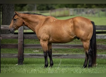 American Quarter Horse, Wallach, 10 Jahre, 157 cm, Buckskin