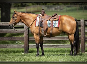 American Quarter Horse, Wallach, 10 Jahre, 157 cm, Buckskin