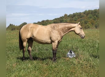 American Quarter Horse, Wallach, 10 Jahre, 157 cm, Buckskin