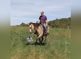 American Quarter Horse, Wallach, 10 Jahre, 157 cm, Buckskin