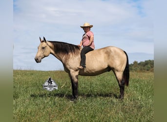 American Quarter Horse, Wallach, 10 Jahre, 157 cm, Buckskin