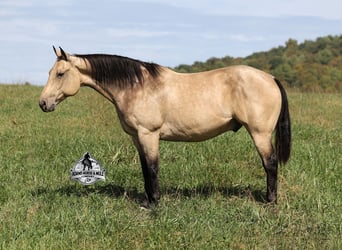 American Quarter Horse, Wallach, 10 Jahre, 157 cm, Buckskin