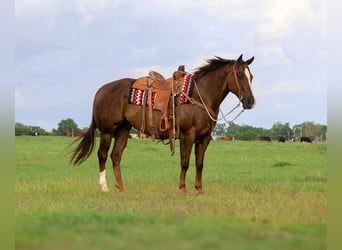 American Quarter Horse, Wallach, 10 Jahre, 157 cm, Dunkelfuchs