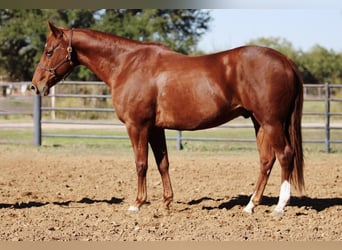 American Quarter Horse, Wallach, 10 Jahre, 157 cm, Dunkelfuchs