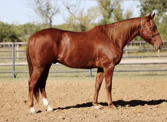American Quarter Horse, Wallach, 10 Jahre, 157 cm, Dunkelfuchs