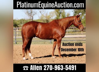American Quarter Horse, Wallach, 10 Jahre, 157 cm, Dunkelfuchs