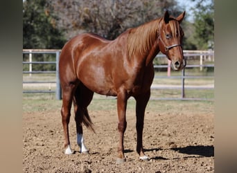 American Quarter Horse, Wallach, 10 Jahre, 157 cm, Dunkelfuchs
