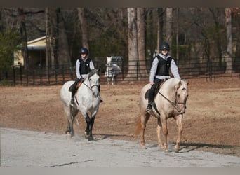 American Quarter Horse, Wallach, 10 Jahre, 157 cm, Palomino