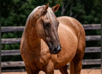 American Quarter Horse, Wallach, 10 Jahre, 157 cm, Palomino