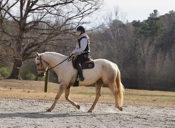 American Quarter Horse, Wallach, 10 Jahre, 157 cm, Palomino