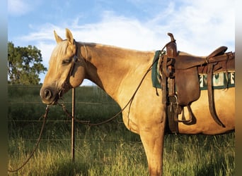 American Quarter Horse, Wallach, 10 Jahre, 157 cm, Palomino