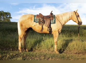 American Quarter Horse, Wallach, 10 Jahre, 157 cm, Palomino