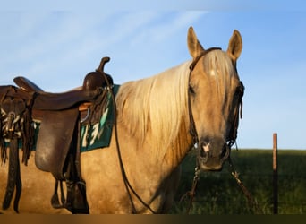 American Quarter Horse, Wallach, 10 Jahre, 157 cm, Palomino