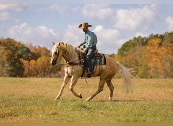 American Quarter Horse, Wallach, 10 Jahre, 157 cm, Palomino
