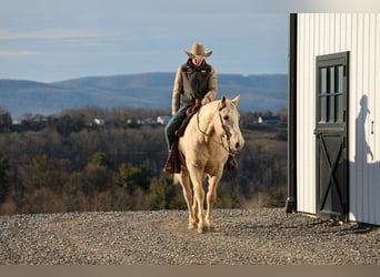 American Quarter Horse, Wallach, 10 Jahre, 157 cm, Palomino