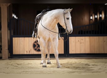 American Quarter Horse, Wallach, 10 Jahre, 157 cm, Palomino