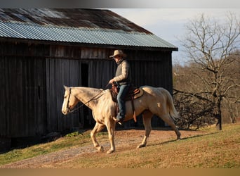 American Quarter Horse, Wallach, 10 Jahre, 157 cm, Palomino