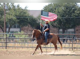 American Quarter Horse, Wallach, 10 Jahre, 157 cm, Red Dun