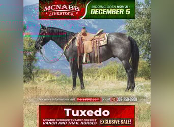 American Quarter Horse, Wallach, 10 Jahre, 157 cm, Roan-Blue
