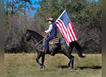 American Quarter Horse, Wallach, 10 Jahre, 157 cm, Roan-Blue