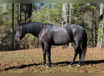 American Quarter Horse, Wallach, 10 Jahre, 157 cm, Roan-Blue