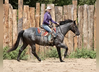 American Quarter Horse, Wallach, 10 Jahre, 157 cm, Roan-Blue