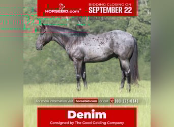 American Quarter Horse, Wallach, 10 Jahre, 157 cm, Roan-Blue