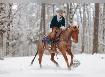American Quarter Horse, Wallach, 10 Jahre, 157 cm, Roan-Red
