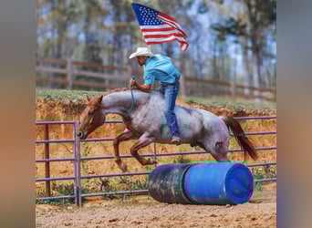 American Quarter Horse, Wallach, 10 Jahre, 157 cm, Roan-Red